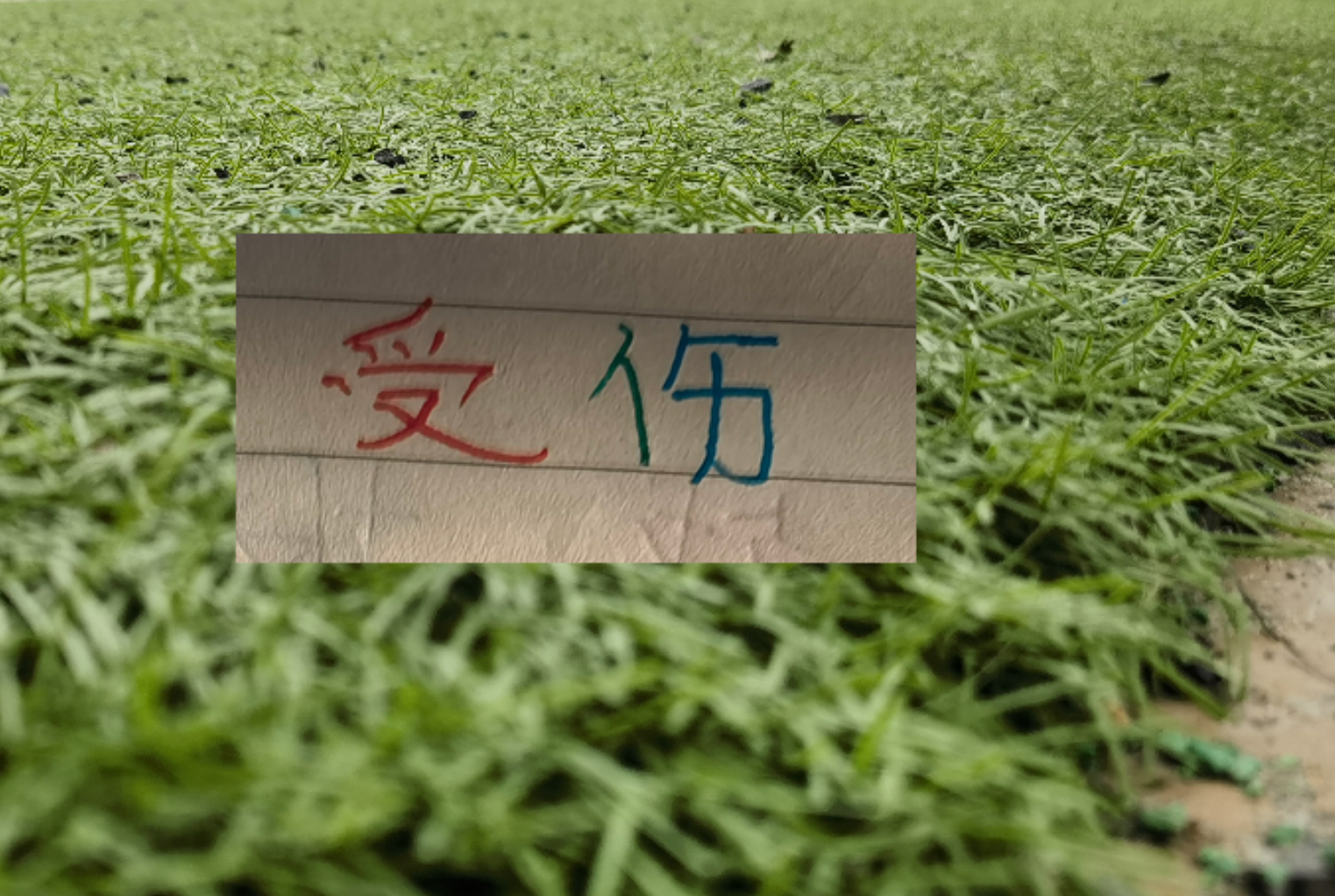 开云体育官网-也是扯平！重庆让了李镇全+阿马杜 申花伤特谢拉 盖伊